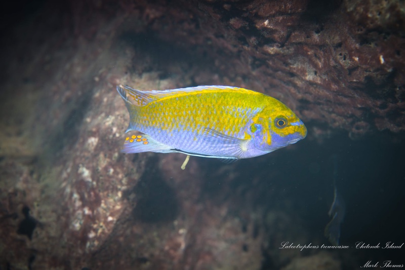 Labeotropheus trewavasae 'Chitande Island'